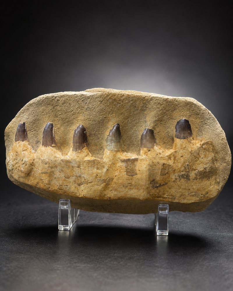 Fossil jaw section with six teeth on clear acrylic stands